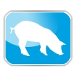 Porcine