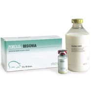 PORCILIS BEGONIA 50 DZ 