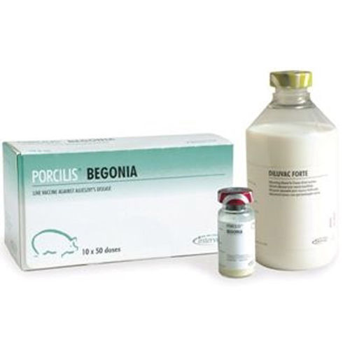 PORCILIS BEGONIA 50 DZ 